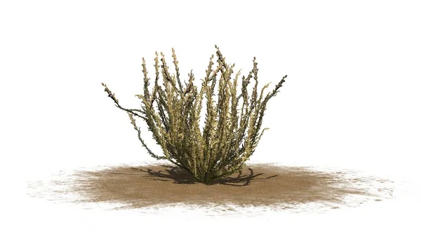 Arbusto Sagebrush Otoño Área Arena Aislado Sobre Fondo Blanco Ilustración —  Fotos de Stock