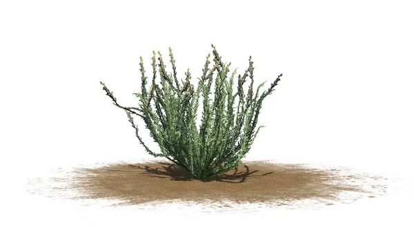 Sagebush Busch Auf Sandfläche Isoliert Auf Weißem Hintergrund Illustration — Stockfoto
