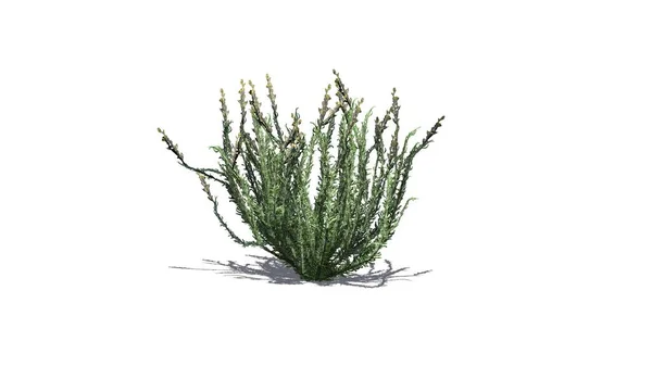 Arbusto Sagebrush Con Sombra Suelo Aislado Sobre Fondo Blanco Ilustración —  Fotos de Stock