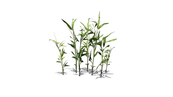 Switch Cane Növény Árnyékkal Padlón Elszigetelt Fehér Háttér Illusztráció — Stock Fotó