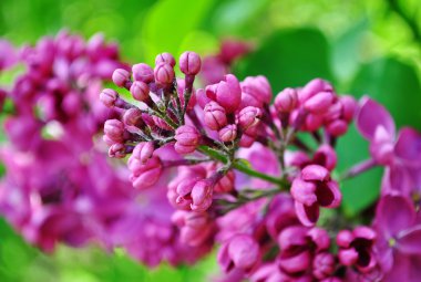 Eflatun arka plan yeşil yaprakların üzerinde closeup