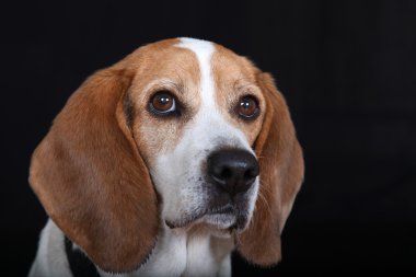 Beagle yüz