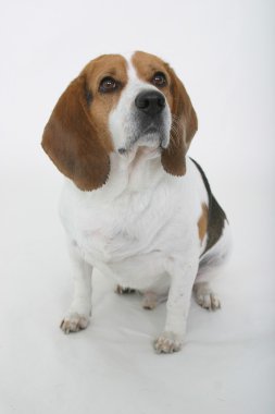beagle oturan