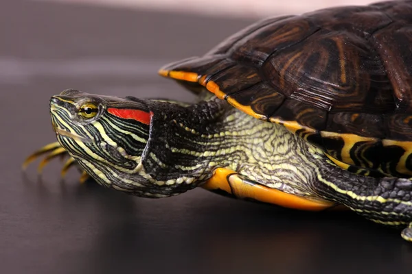 su kaplumbağası yürüyüş