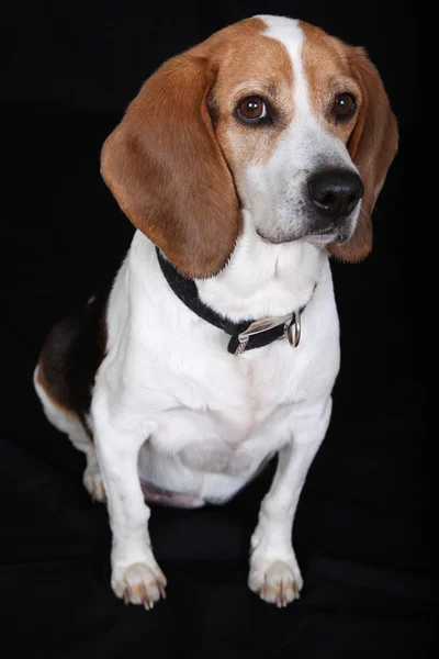 oturma köpek (beagle)