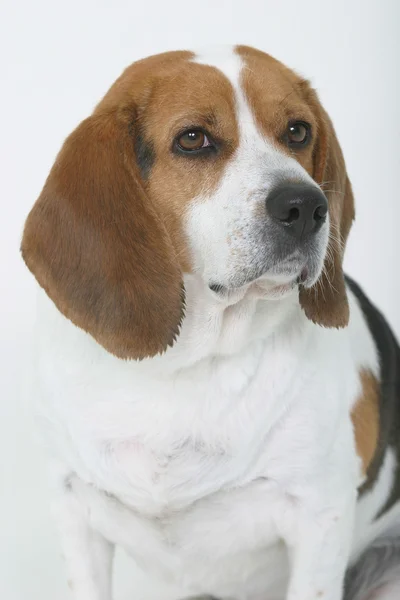 beagle oturan