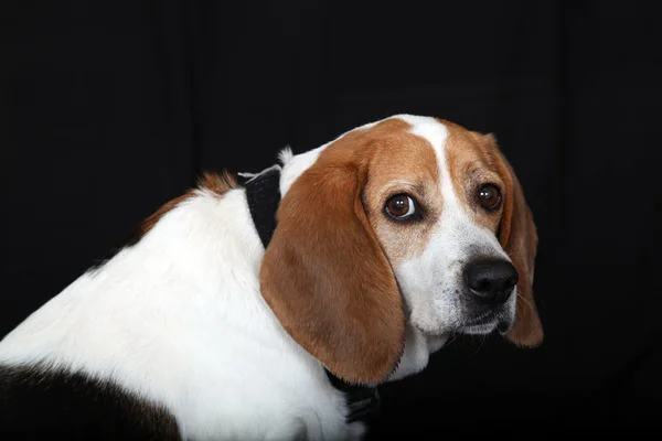 köpek beagle otururken size yan bakar
