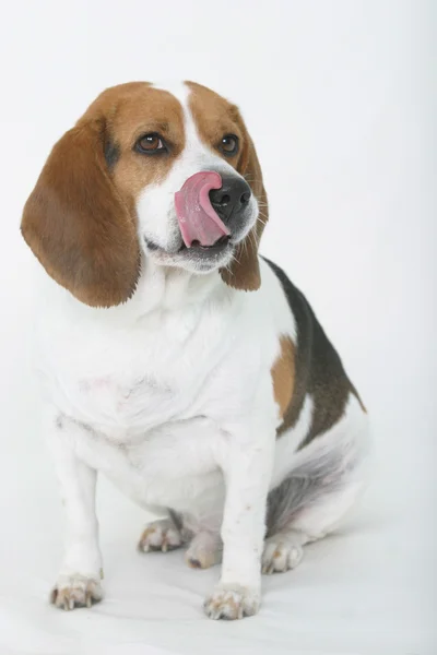 Beagle yalama burun ve güve