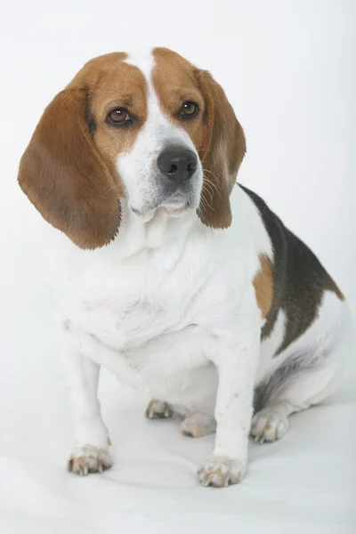 beagle oturan
