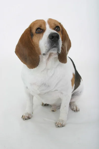 beagle oturan