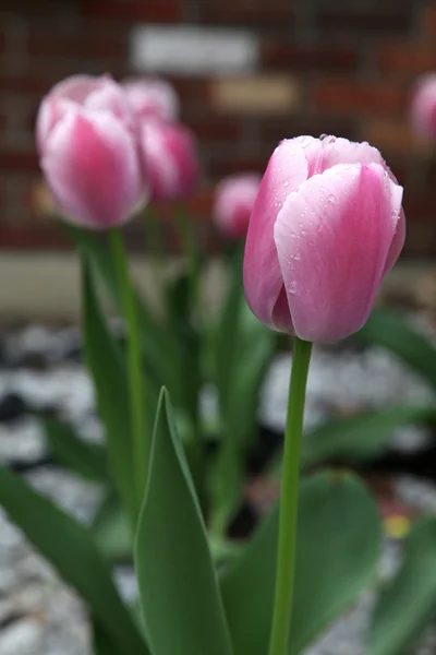 Onlara yağmur damlaları ile kırmızı çiçek açan laleler