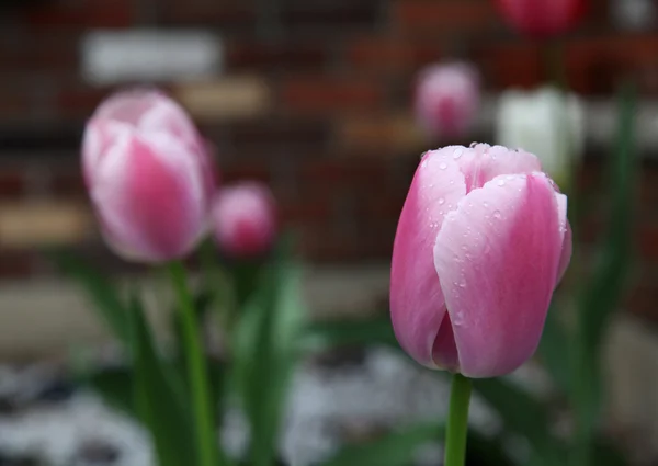 Onlara yağmur damlaları ile kırmızı çiçek açan laleler