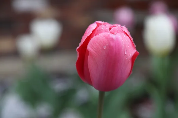 Yağmur damlaları içinde beyaz b ile kaplı tek kırmızı kapalı Lale