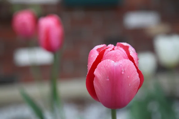 Yağmur damlaları ile diğer backgro içinde kaplı tek kırmızı lale