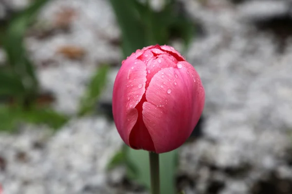 Yağmur damlaları üstünde o ile kırmızı lale