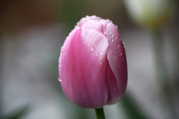 Único rosa fechado tulipa coberta de gotas de chuva — Fotografia de Stock