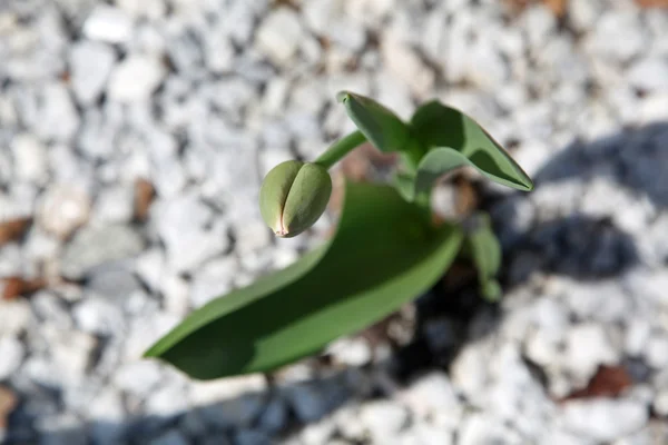 Lale bitki bud, çiçeklenme hazırlanıyor