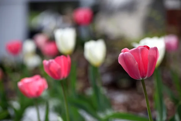 kırmızı & pembe & whitetulips