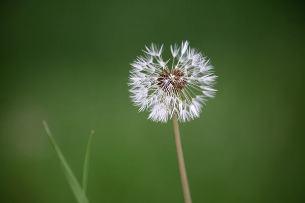 dilek tut - dandilion tohum çiçek