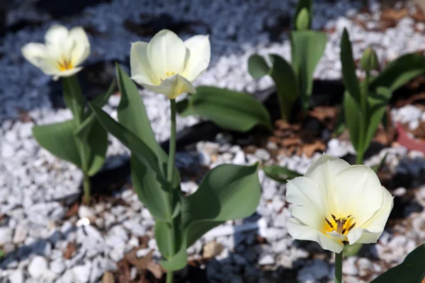 Lale flowe yatak. 3 beyaz & 2 tomurcukları açmaya hazırlanıyor