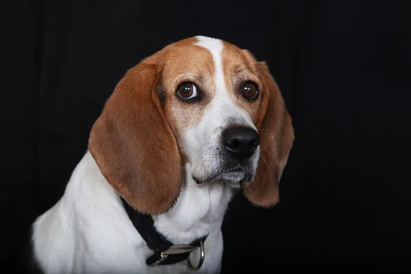 Sentado cão Beagle Fotografias De Stock Royalty-Free