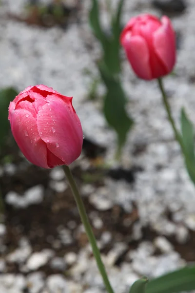 Dois tulipa vermelha com gotas de chuva nele Fotografias De Stock Royalty-Free