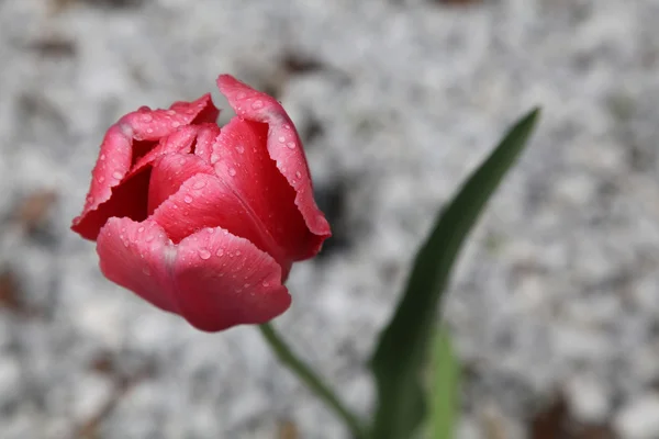 Tulipán de floración roja solo cubierto de gotas de lluvia Fotos De Stock Sin Royalties Gratis
