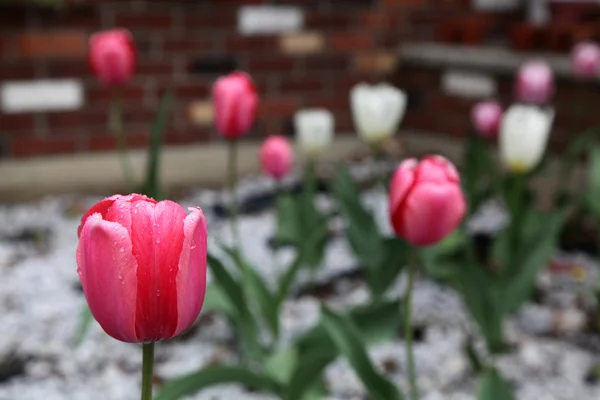Tulipa vermelha com gotas de chuva nele Imagem De Stock