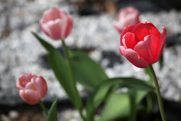 Tulipanes rojos y rosados Imágenes De Stock Sin Royalties Gratis
