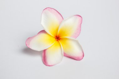Sarı plumeria