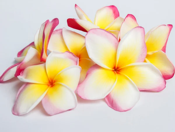 Frangipani, Pumeria, Frangipanni, isolé sur fond blanc — Photo