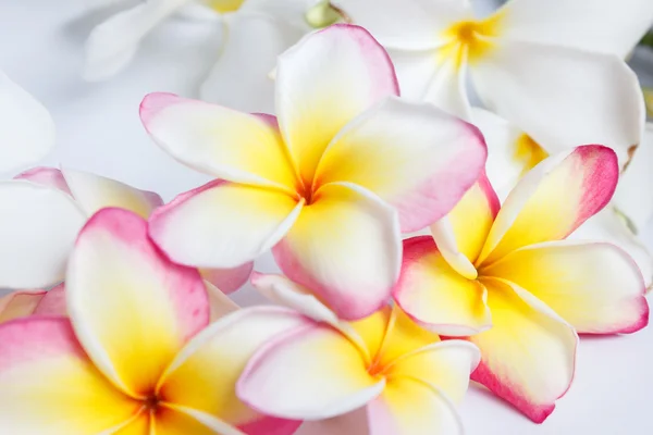 Vele bloeiende frangipani — Stockfoto