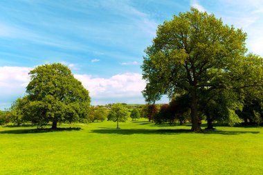 alan, çimenler ve ağaçlar