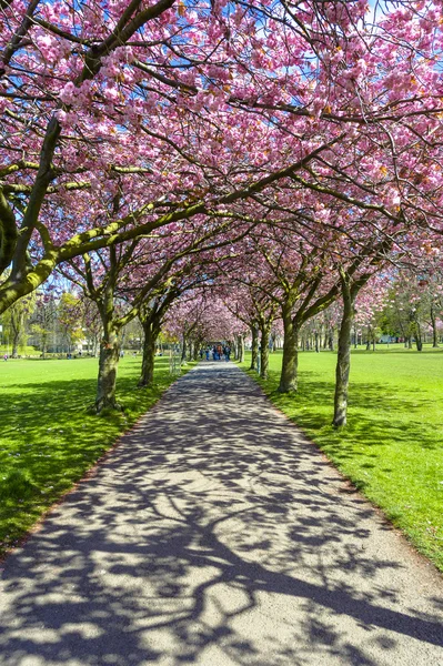 Våren väg i parken med körsbärsblommor och rosa blommor. — Stockfoto