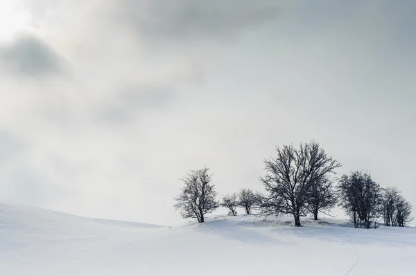 ağaçları kış, görünür güneş ve bulutlar tepenin üzerinde.