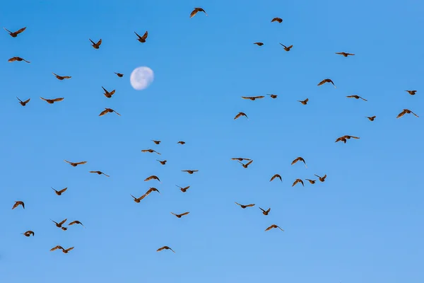 Flock of birds flying against moon. — Stock Photo, Image