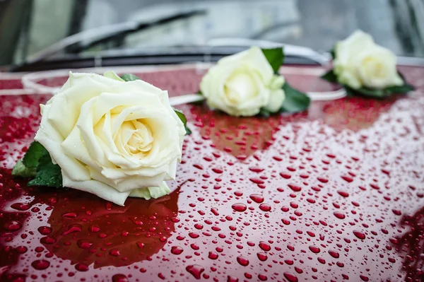 Bordo araba üç beyaz güller. 