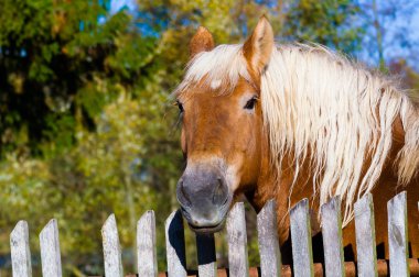 Horse against old wooden fence background. clipart
