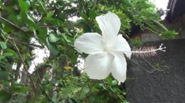 Tayland çiçek