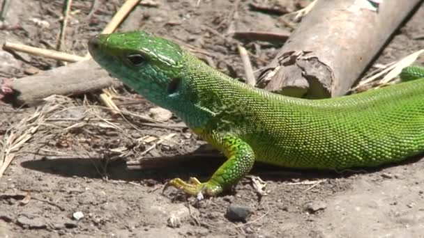 Зелена ящірка — стокове відео