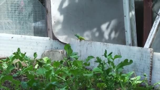 Lagarto verde Videoclipe