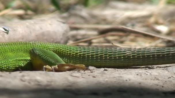 Green lizard — Stock Video