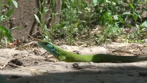 Green lizard — Stock Video