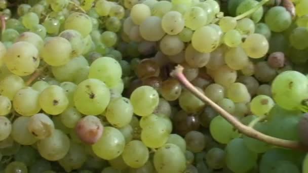 Colheita de uvas Filmagem De Bancos De Imagens Sem Royalties