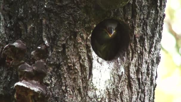 Starlings — Stock Video