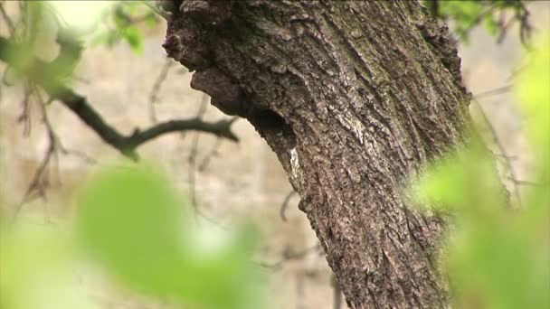 Starlings — Stock Video