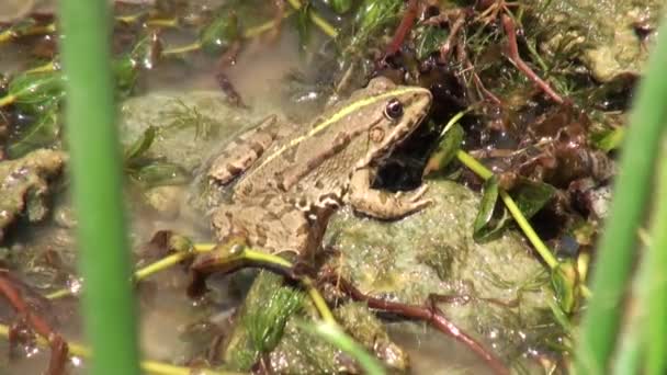 Ranas — Vídeos de Stock