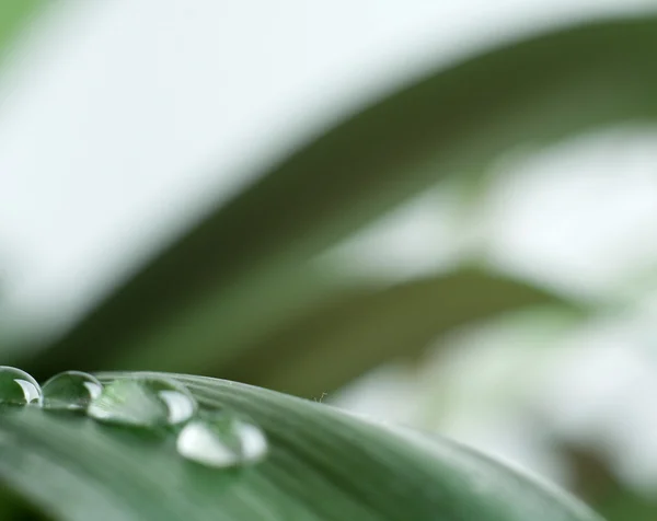 Капли воды на свежем зеленом листе. — стоковое фото