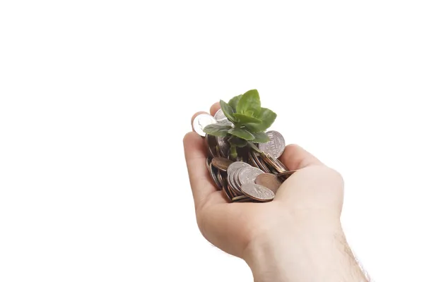 Hand with tree growing from pile of coins — Stock Photo, Image