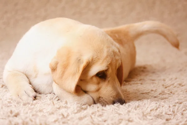 Hund, studio skott. — Stockfoto